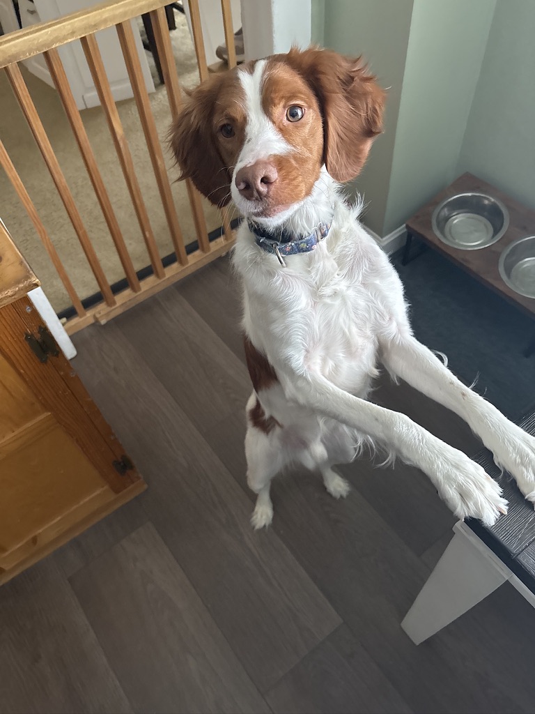 Brittany Spaniel