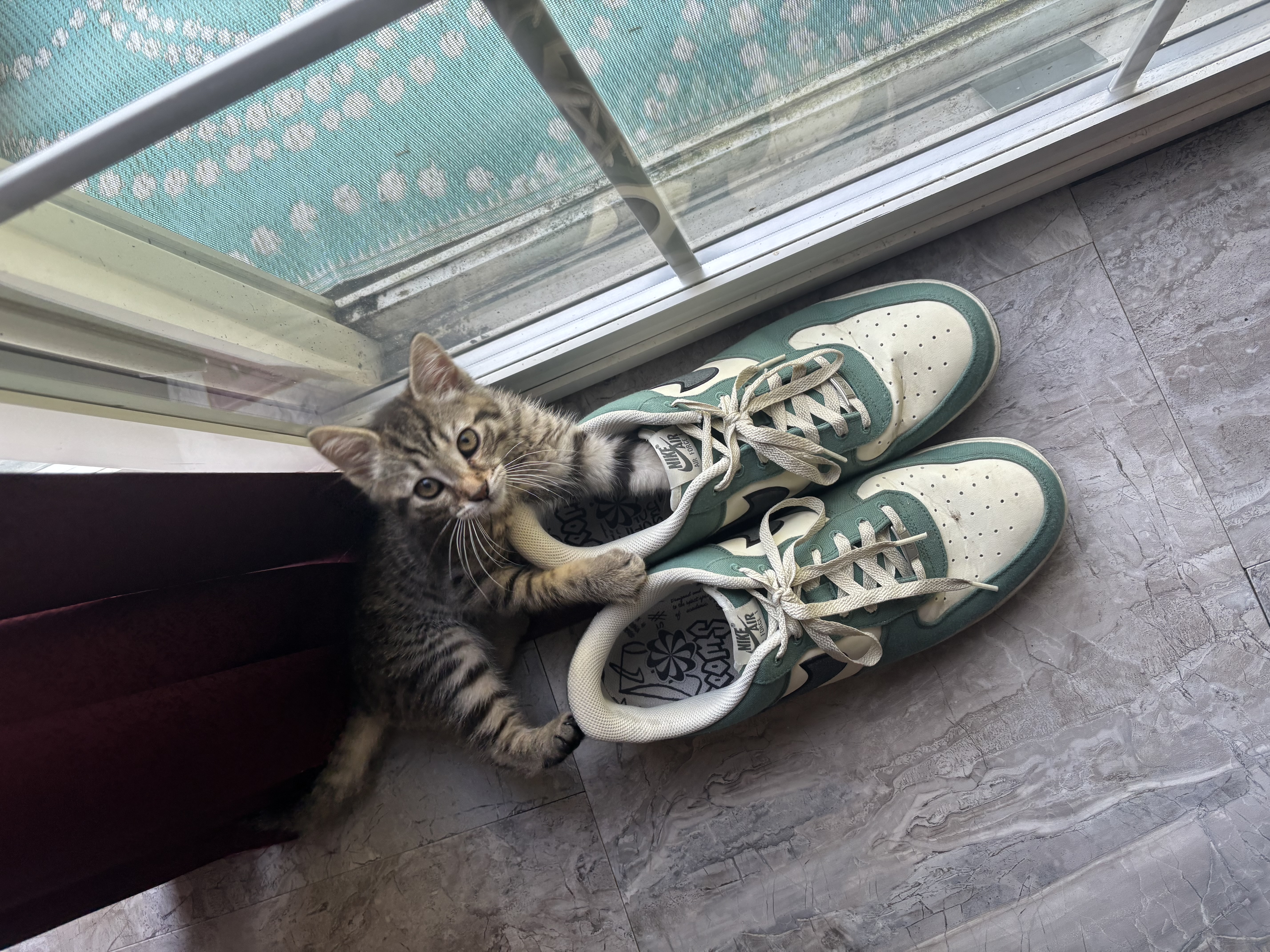 My kitten trying to steal my shoes.