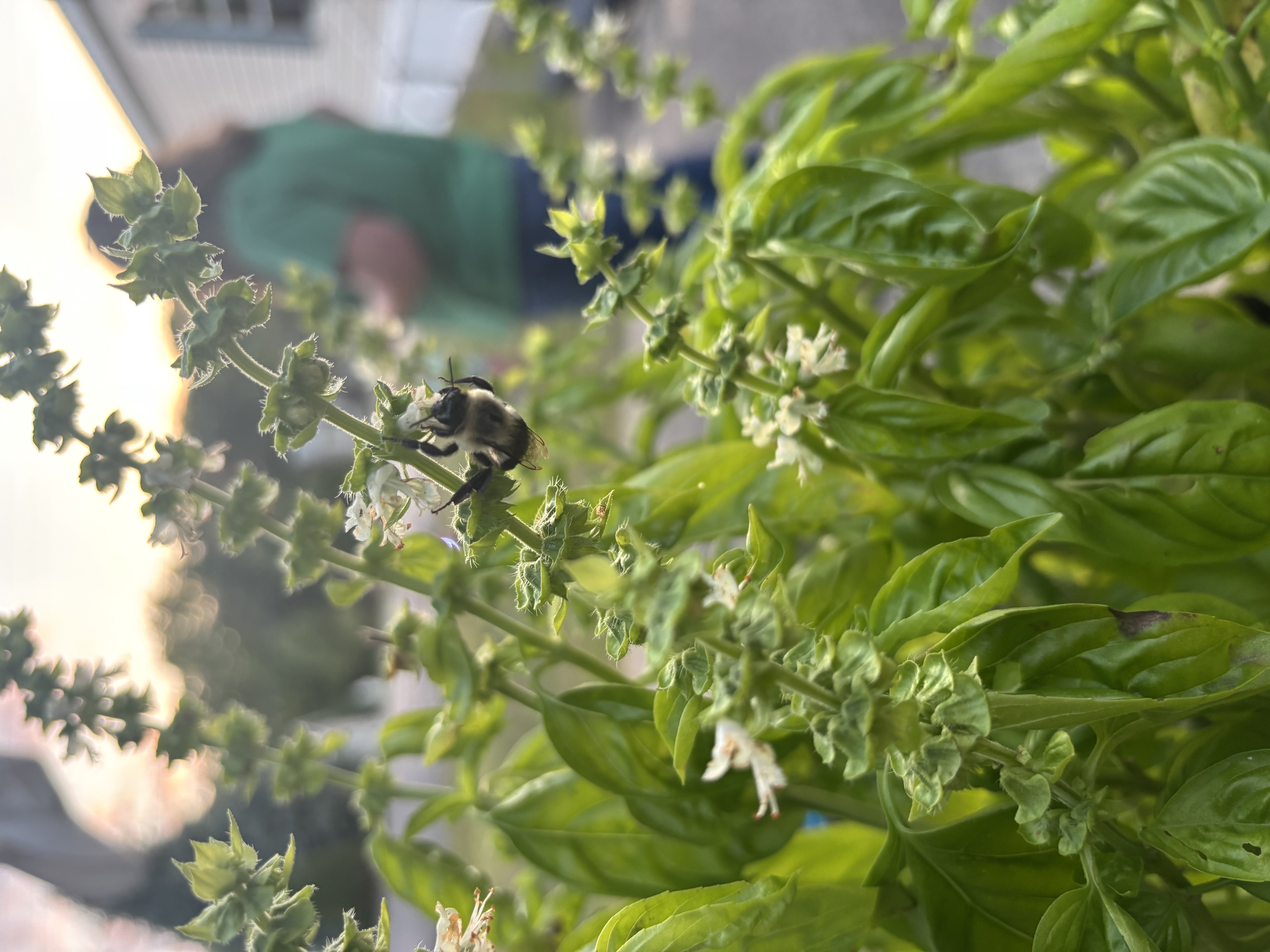 VSU campus lawn with academic buildings on a sunny day